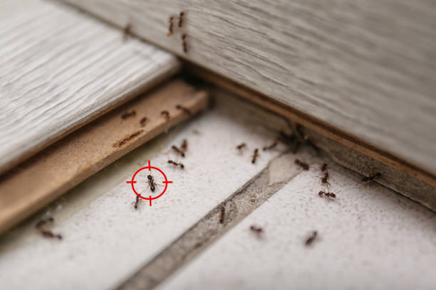 Best Pest Removal Services  in Edinburg, TX